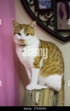 Gatto dorme su coperta bianca. Si siede contro il muro. Il cappotto è rosso e bianco. Foto Stock