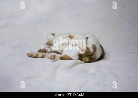Gatto dorme su coperta bianca. Sdraiato sulla schiena, zampe. Il cappotto è rosso e bianco. Foto Stock