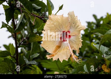 Macro, fiore di ibisco o rosa cinese, ricoperti di gocce di pioggia dopo una doccia a pioggia. Foto Stock