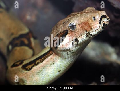Boa comune, Abgottschlange, Boa constricteur, Boa constrictor, közönséges óriáskígyó, zoo Foto Stock