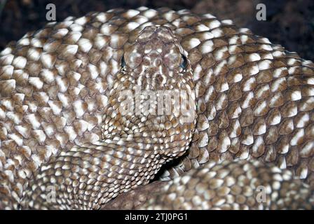 Serpente a sonagli uracoani, Crotalus vegrandis, csörgőkígyó, serpente velenoso, zoo Foto Stock