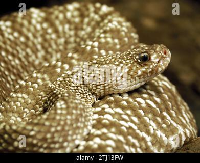 Serpente a sonagli uracoani, Crotalus vegrandis, csörgőkígyó, serpente velenoso, zoo Foto Stock