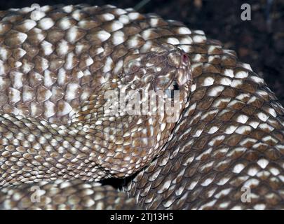 Serpente a sonagli uracoani, Crotalus vegrandis, csörgőkígyó, serpente velenoso, zoo Foto Stock