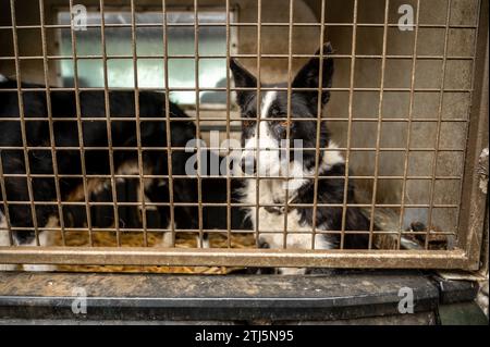Ravvicinato cane Border Collie in Inghilterra Foto Stock