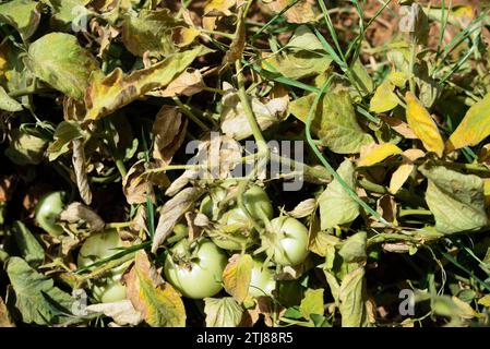 Pomodori in una pianta di pomodoro secco a causa della siccità. Provincia di Jaén, Andalucía, Spagna, Europa Foto Stock