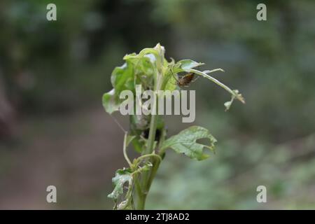 Un ragno di lince marrone noto come ragno di lince striato (Oxyopes Salticus) che nasconde la parte inferiore di una foglia danneggiata Foto Stock