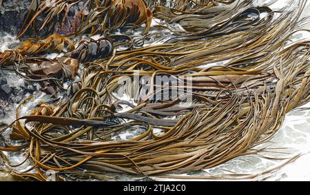 Bull kelp è un nome comune per l'alga marrone Nereocystis luetkeana, che è un vero alga della famiglia delle Laminariaceae. Il Bull kelp o rimurapa è l'alga dominante delle coste rocciose esposte intorno alla nuova Zelanda e alle isole subantartiche. Il suo spesso supporto flessibile supporta una lama spugnosa e larga, solitamente divisa in cinghie strette. Nuovo credito Zeaand: BSpragg Foto Stock