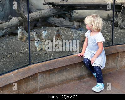 Una giornata allo zoo. Bambino che sta indagando nel recinto di Meerkat. Zoo di Calgary, Bridgeland, Calgary, Alberta, Canada. Fondato nel 1929, il Wilder Institute/Calgary Zoo è una delle destinazioni preferite per famiglie degli Stati Uniti. Situata su 125 ettari nel cuore di Calgary, gestisce una delle più antiche organizzazioni di beneficenza dell'Alberta ed è una delle principali autorità nella lotta all'estinzione di piante e animali in tutto il mondo. Solo per uso editoriale. Credito: BSpragg Foto Stock