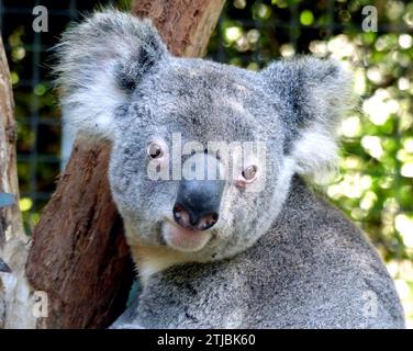 Koala Bear, Birdland Animal Park, Batemans Bay, nuovo Galles del Sud, Australia. Il koala, Phascolarctos cinereus, a volte chiamato orso koala, è un marsupiale erbivoro arboreo originario dell'Australia. È l'unico rappresentante esistente della famiglia Phascolarctidae e i suoi parenti viventi più stretti sono i vombati. Il koala si trova nelle aree costiere delle regioni orientali e meridionali della terraferma, abitando Queensland, nuovo Galles del Sud, Victoria e Australia meridionale. Credito: BSpragg Foto Stock