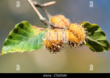 Dettaglio ravvicinato dei frutti del faggio Foto Stock
