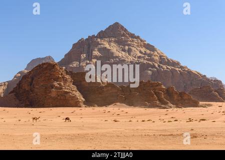 Cammelli nel deserto del Wadi Rum, in Giordania. Conosciuta anche come Valle della Luna, Wadi Rum è una valle tagliata in arenaria e roccia di granito nel sud della Giordania, vicino al confine con l'Arabia Saudita e a circa 60 km (37 miglia) ad est della città di Aqaba. Con una superficie di 720 km2 è il più grande wadi (valle fluviale) della Giordania. Diverse civiltà preistoriche hanno lasciato incisioni rupestri, iscrizioni rupestri e rovine a Wadi Rum. Oggi è un'attrazione turistica che offre visite guidate, escursioni e arrampicate su roccia. L'area protetta di Wadi Rum è stata patrimonio dell'umanità dell'UNESCO dal 2011. Foto Stock