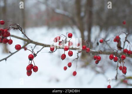 Bacche di biancospino ricoperte di crosta di ghiaccio dopo pioggia congelata, frammenti, sfondo. messa a fuoco selezionata Foto Stock