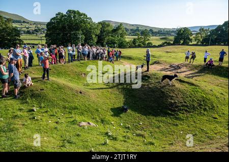 Dimostrazione Sheepdog ad Hawes in Inghilterra Foto Stock
