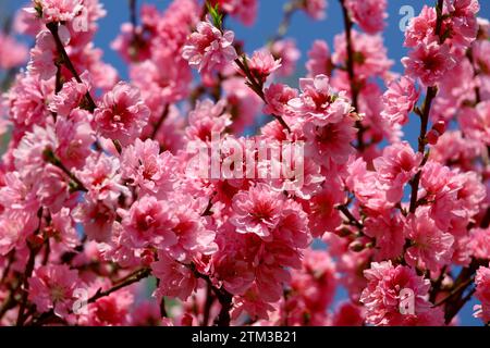 Foto del materiale di sfondo di un primo piano di fiori di ciliegio in piena fioritura Foto Stock