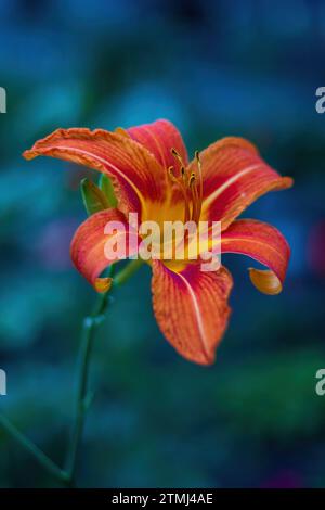 Primo piano di un giglio arancione, un grande fiore arancione su sfondo sfocato Foto Stock