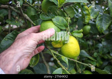 Abbraccio agli agrumi: Toccare limoni vivaci sull'albero del limone Foto Stock