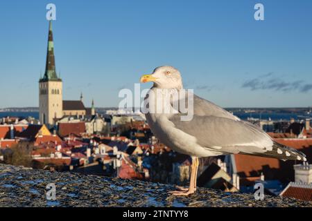 Gull di mare contro la vista panoramica della città vecchia di Tallinn, Estonia. Foto Stock