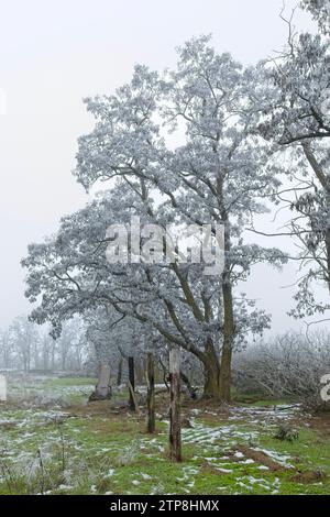 Hoar ha ricoperto di ghiaccio gli alberi in una giornata nebbiosa all'inizio dell'inverno nel nord dell'Idaho. Foto Stock