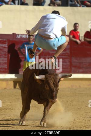 08/28/2015. Alcalá de Henares (Madrid). Festival di Alcalá. Corsa dei Bulls e delle giovenche. Foto: Di San Bernardo Archdc. Crediti: Album / Archivo ABC / Eduardo San Bernardo Foto Stock