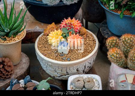 Cactus Gymnocalycium colorato che cresce in una pentola. Cactus Gymnocalycium o cactus Gymno colorato. Vari tipi di cactus in esposizione. Foto Stock