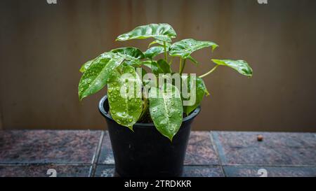 Fioritura verde brillante della pianta Philodendron Burle-Marx (Philodendron Burle-Marxii) nel vaso. Una specie di vite erbacea della famiglia delle Araceae Foto Stock