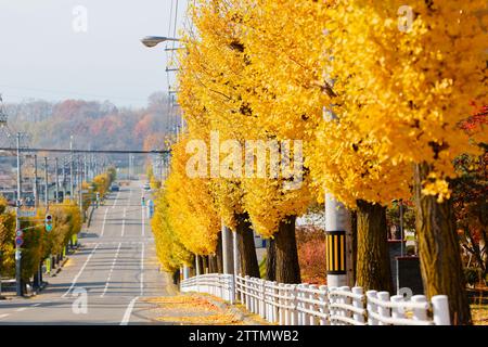 Viale con alberi di Ginkgo fiancheggiati Foto Stock