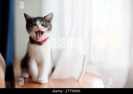 Gatto che sbadiglia Foto Stock