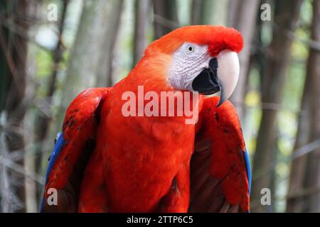Primo piano di un bellissimo e giocoso pappagallo Scarlet Macaw Foto Stock
