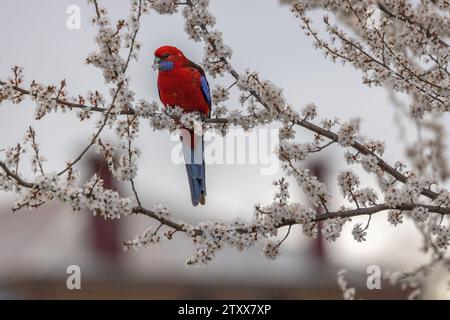 Crimson Rosella (Platycercus elegans) che si nutre di fiori bianchi, mentre è arroccata su un ramo carico di fiori, su uno sfondo cremoso e nebbioso. Foto Stock