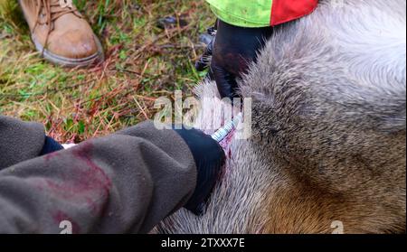 Heimbuch, Germania. 14 dicembre 2023. I cacciatori prelevano un campione di sangue da un giovane cervo per testare la malattia della febbre catarrale degli ovini. Credito: Philipp Schulze/dpa/Alamy Live News Foto Stock