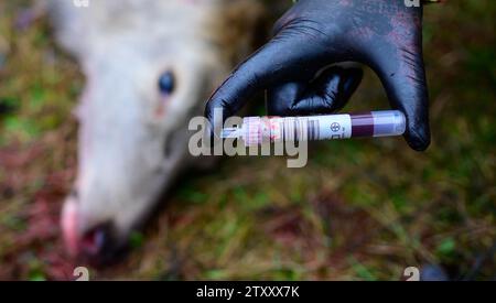 Heimbuch, Germania. 14 dicembre 2023. I cacciatori prelevano un campione di sangue da un giovane cervo per testare la malattia della febbre catarrale degli ovini. Credito: Philipp Schulze/dpa/Alamy Live News Foto Stock