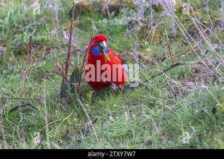 Crimson Rosella (Platycercus elegans) che si nutre di erba e cespuglio basso, raccogliendo un ramoscello di fogliame verde sul suo becco. Foto Stock