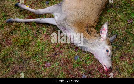 Heimbuch, Germania. 14 dicembre 2023. Un giovane cervo appena ucciso giace a terra. Credito: Philipp Schulze/dpa/Alamy Live News Foto Stock