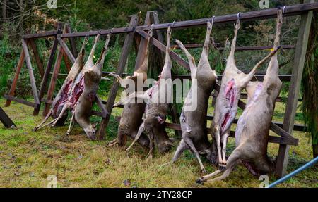 Heimbuch, Germania. 14 dicembre 2023. Cervo appena sfornato appeso a una cornice di legno per raffreddarsi. I cervi sono stati precedentemente uccisi durante una caccia guidata. Credito: Philipp Schulze/dpa/Alamy Live News Foto Stock