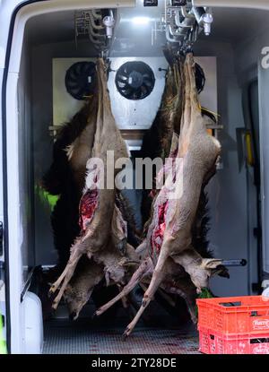 Heimbuch, Germania. 14 dicembre 2023. La partita appena scattata viene appesa in un camion refrigerato. Il cervo e il cinghiale sono stati precedentemente uccisi durante una caccia guidata. Credito: Philipp Schulze/dpa/Alamy Live News Foto Stock