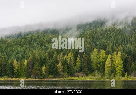 Thick Green Forest presso la Mount Hood National Forest, Oregon Foto Stock