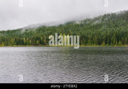 Thick Green Forest presso la Mount Hood National Forest, Oregon Foto Stock