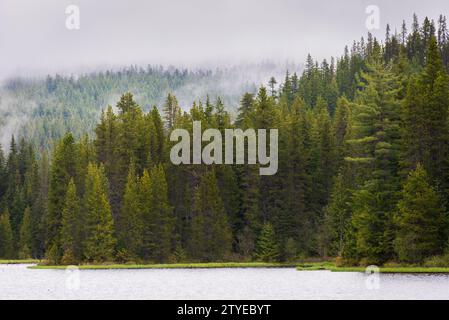 Thick Green Forest presso la Mount Hood National Forest, Oregon Foto Stock