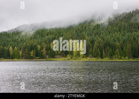 Thick Green Forest presso la Mount Hood National Forest, Oregon Foto Stock