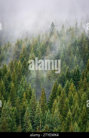 Thick Green Forest presso la Mount Hood National Forest, Oregon Foto Stock