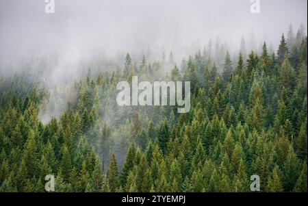 Thick Green Forest presso la Mount Hood National Forest, Oregon Foto Stock