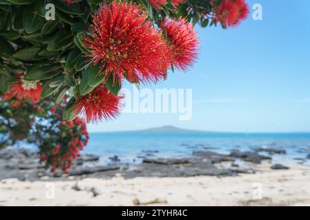 Alberi di Pohutukawa in piena fioritura a Takapuna Beach. Rangitoto Island in lontananza. Auckland. Foto Stock