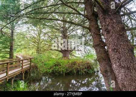 Da Fort a Sea Trail nei parchi storici nazionali e statali Lewis and Clark, Oregon Foto Stock