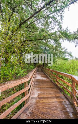 Da Fort a Sea Trail nei parchi storici nazionali e statali Lewis and Clark, Oregon Foto Stock