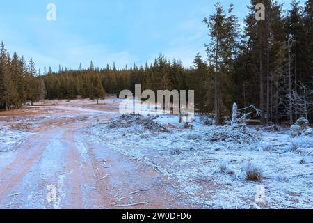 glade in una foresta di abeti rossi in una giornata invernale ghiacciata Foto Stock