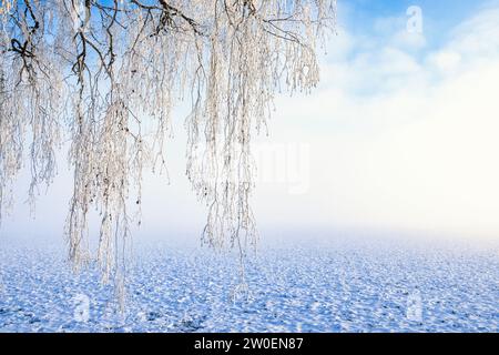 Rami di alberi ghiacciati in una giornata invernale ventosa e nebbiosa Foto Stock