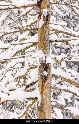 Un vecchio albero si aggrappa in una foresta innevata Foto Stock