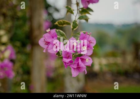 Immergiti nell'incantevole mondo dei fiori viola con un accattivante bokeh ingrandito, dove i delicati fiori creano un'ammaliante sfocatura Foto Stock