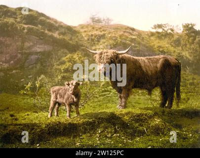 Hochlandrinder, Kalb und Stier, Schottland, um 1890, Historisch, Digital restaurierte Reproduktion von einer Vorlage aus dem 19. Jahrhundert / Highland Cattle, Calf and Bull, Scotland, c. 1890, Historic, riproduzione restaurata digitalmente da un originale del xix secolo Foto Stock