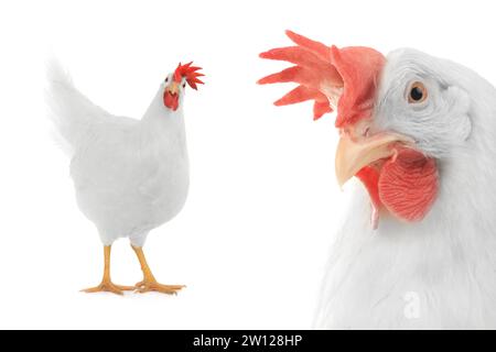 Chicken isolato su sfondo bianco Foto Stock